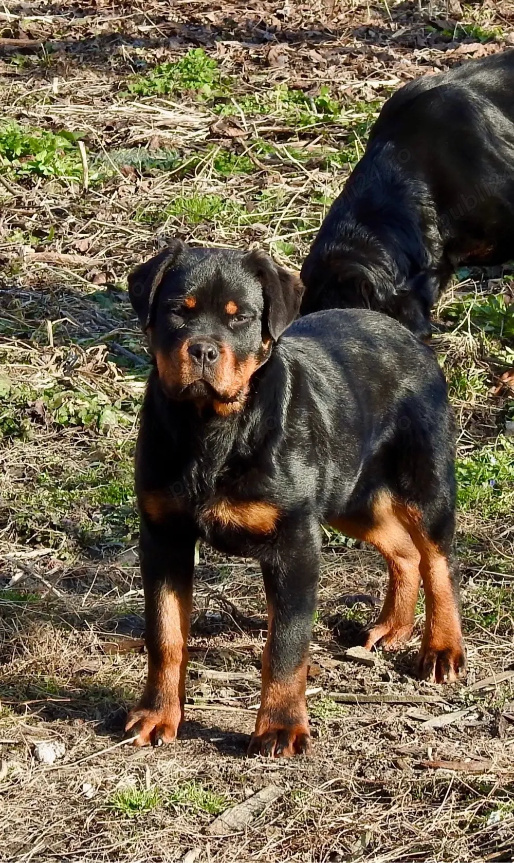 Pui Rottweiler cu pedigree