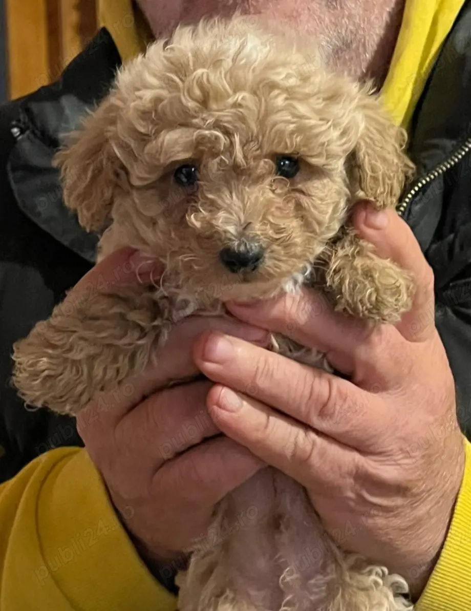 Puiuț de pudel caniș toy