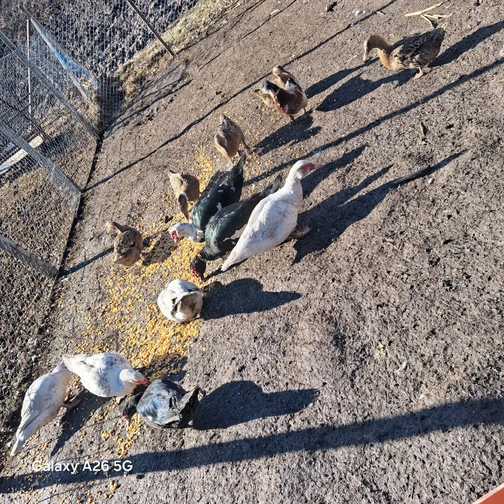 vand rațe romanesti si lesesti