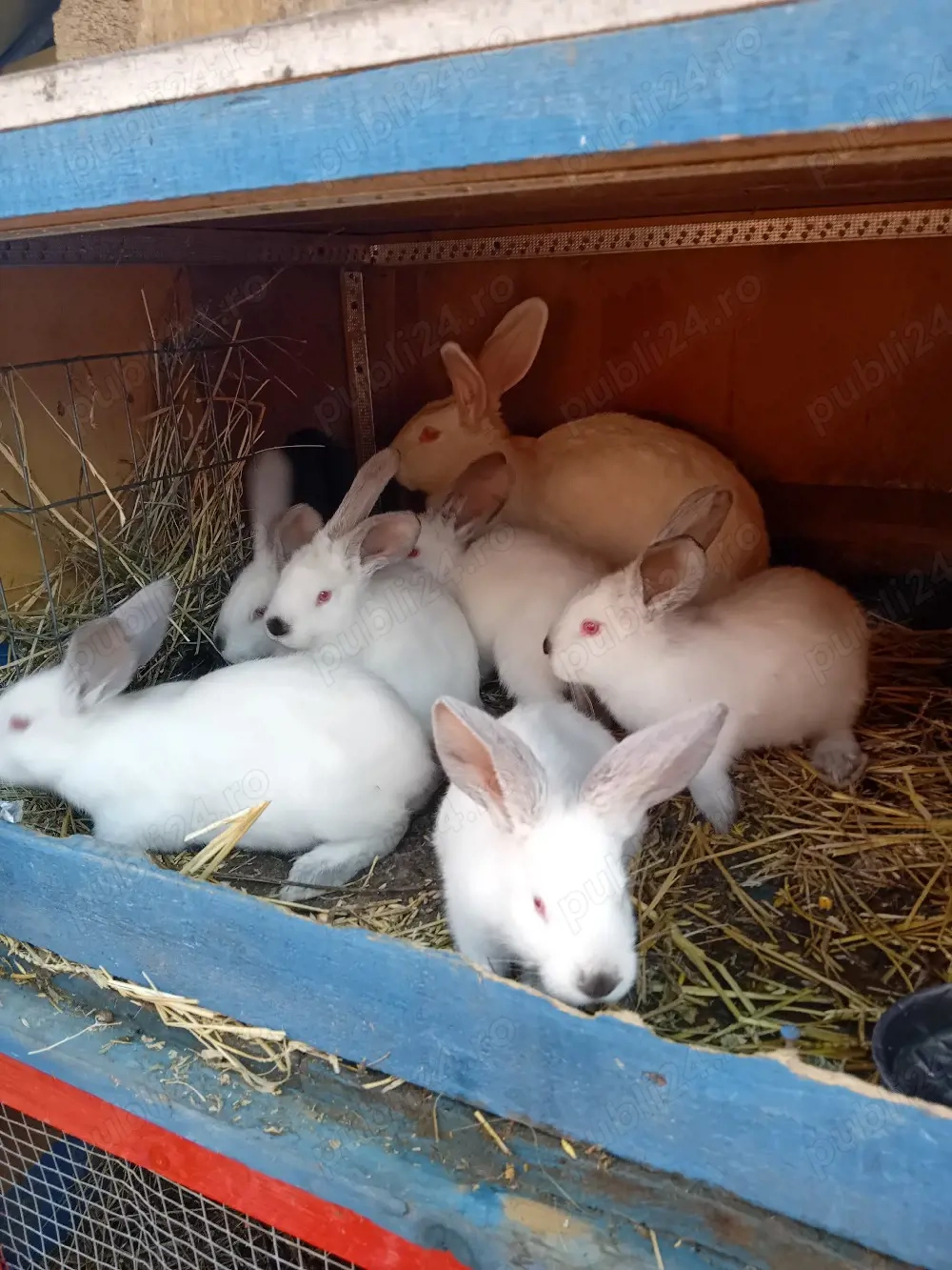 Vand puiet ut cu panonia