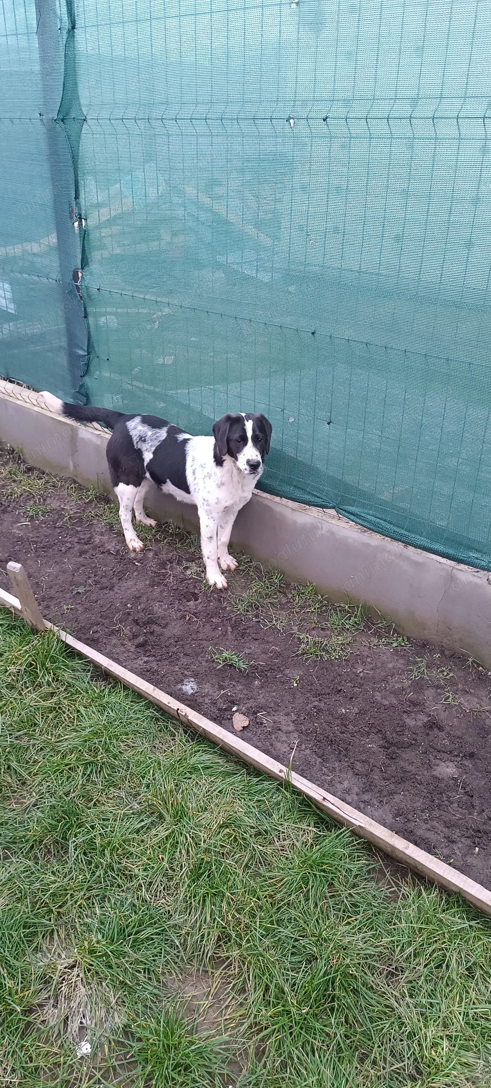 Donez câine jucăuș. Talie medie