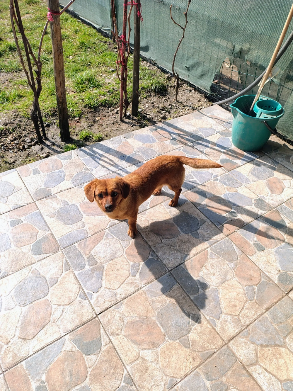 Dau cine,talie mica,maro,