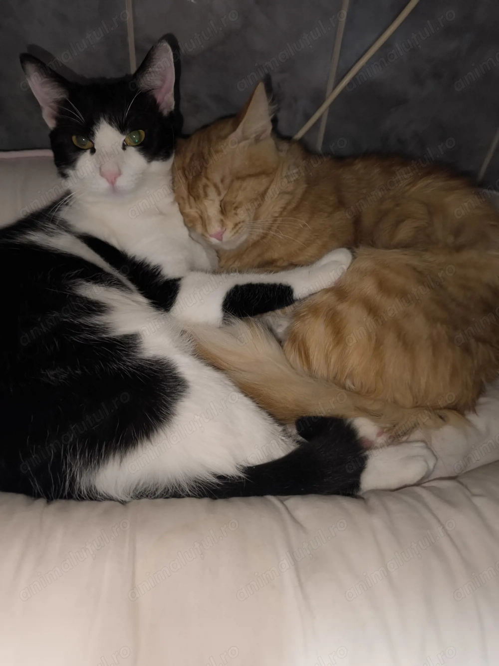 Ofer spre adoptie pisici blande si sanatoase