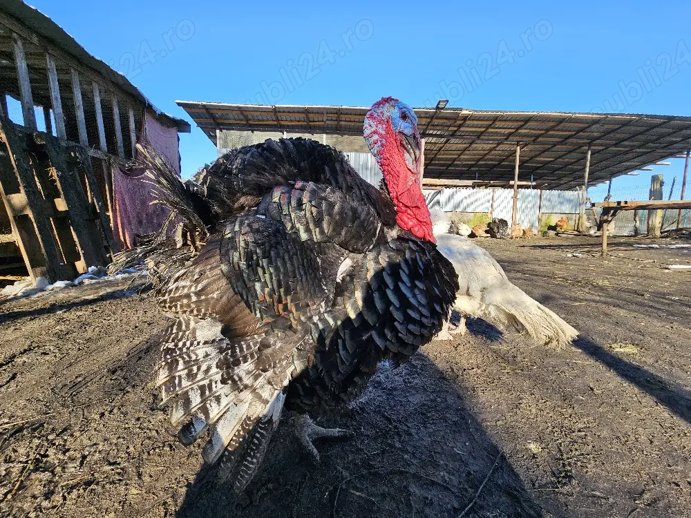 Vand curcan si curci