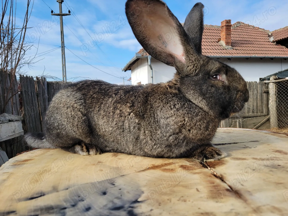 Pui uriaș german originali 