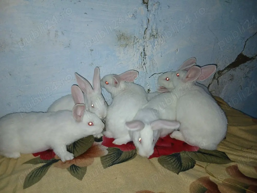 hycol francez 7 saptamani 