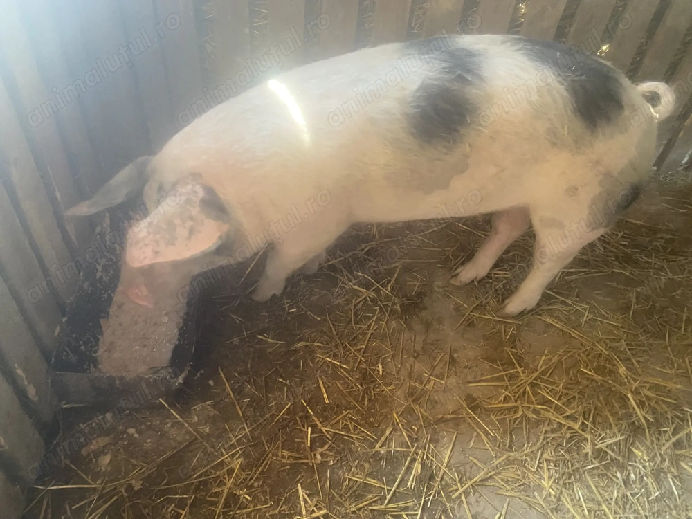 Scrofiță crescută bio.