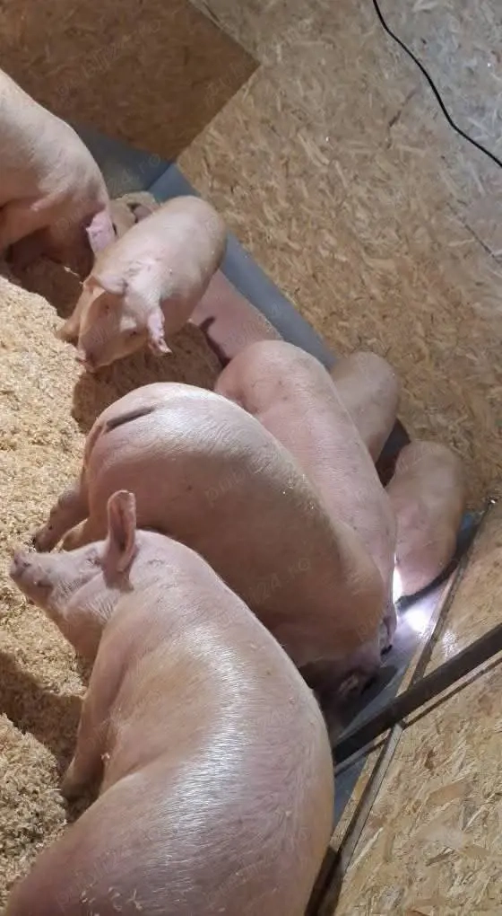 porci de carne crescuti cu porumb de la  120kg pana la 150kg