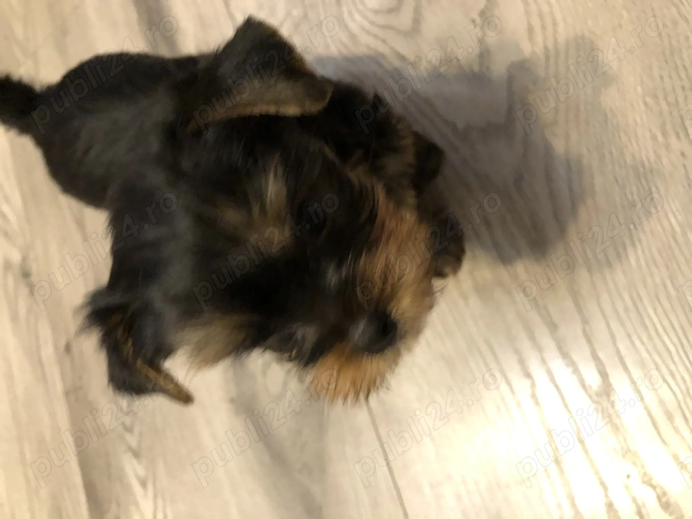 Vand catei yorkshire mini toy