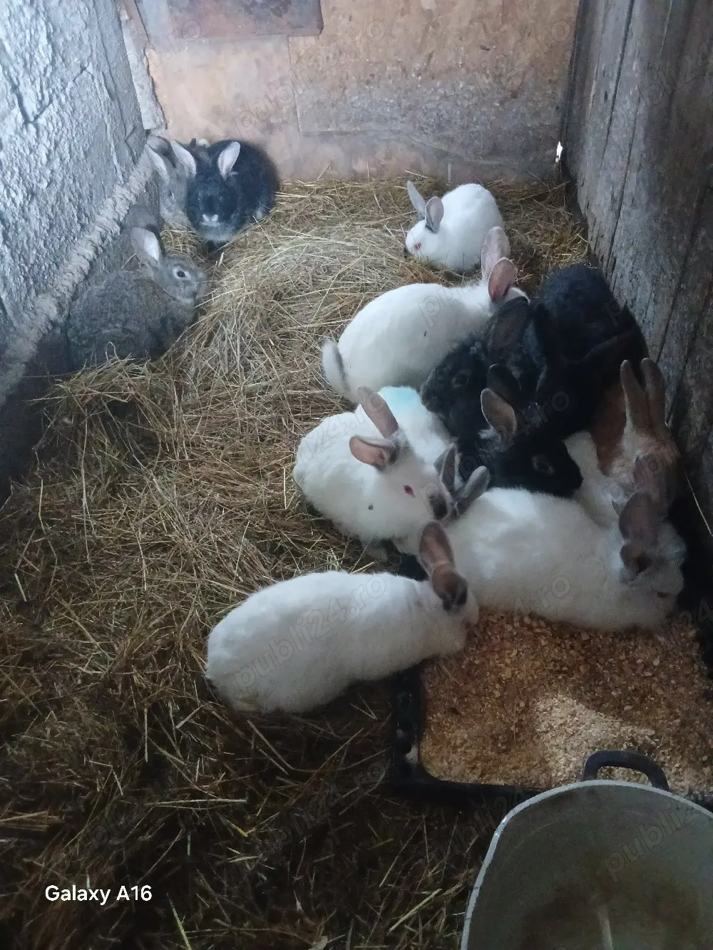 De vânzare puii de iepuri 