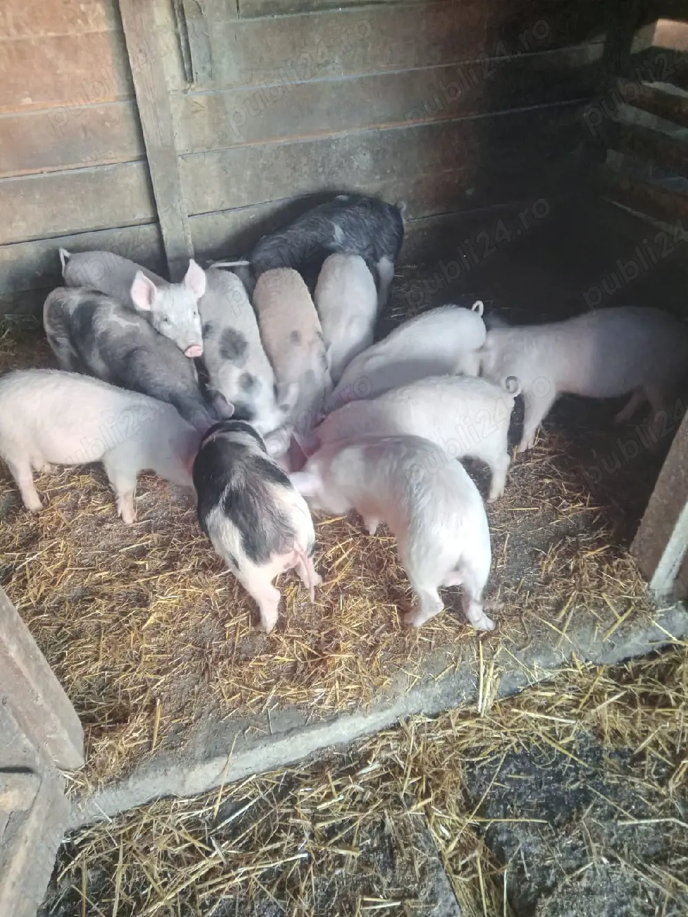 Purcei tare frumoșii 