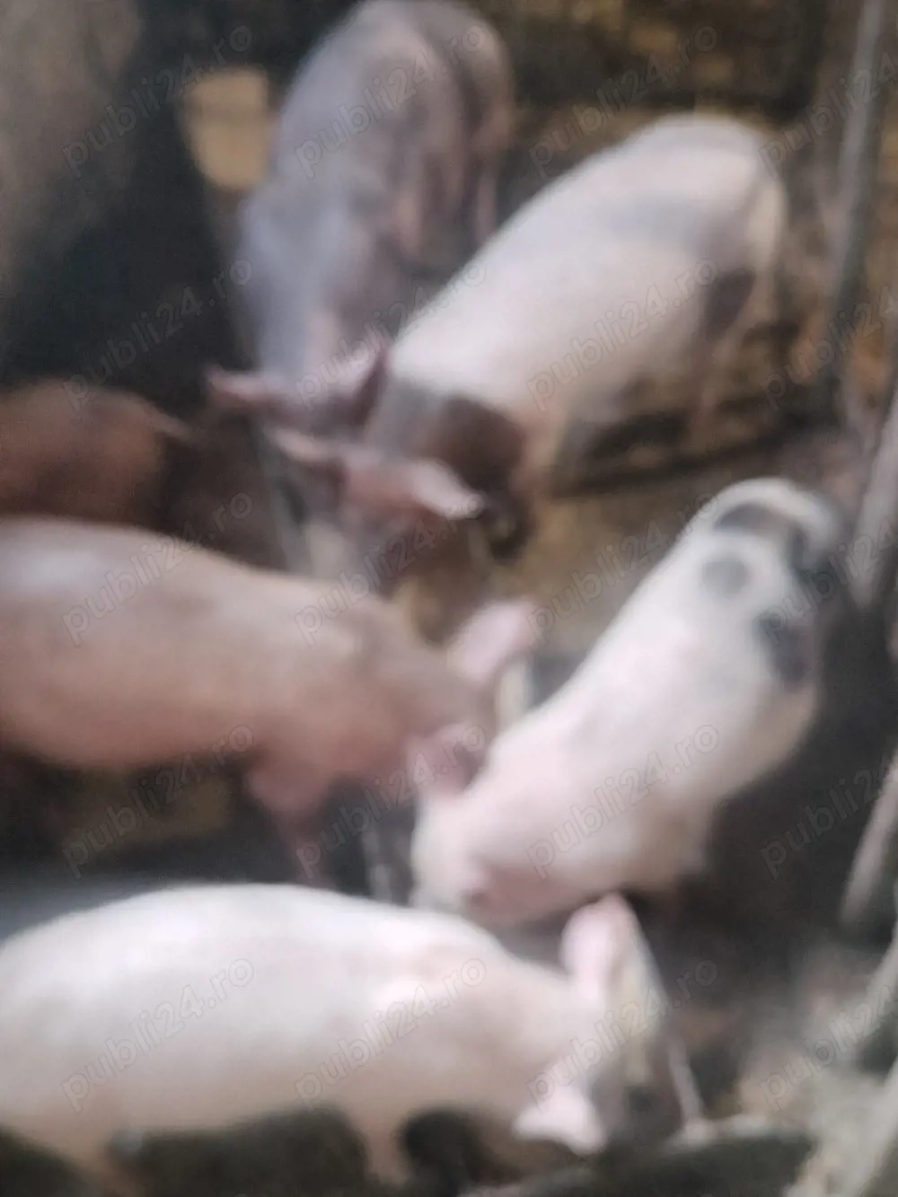 purcei vietnamezi vânzare 