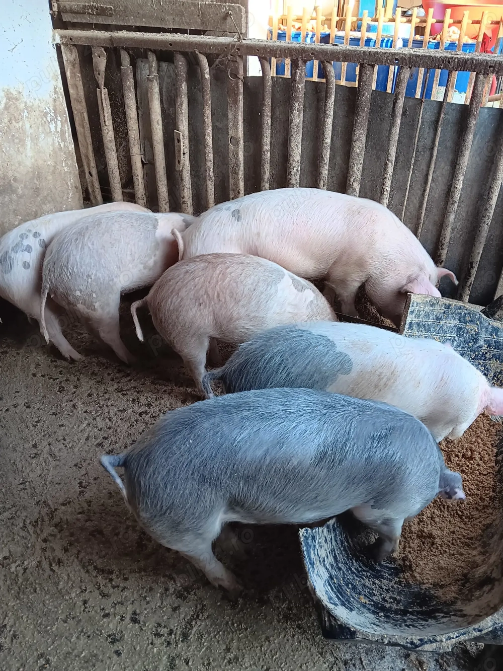 Porci de vanzare 45-50 kg