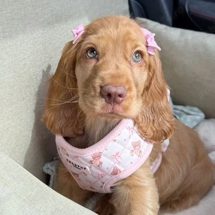 Coker spaniel puiuti 