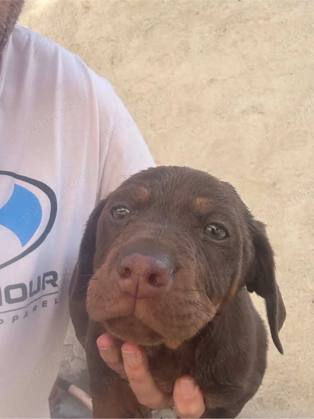 Teckel mascul cioco cu ochi verzi