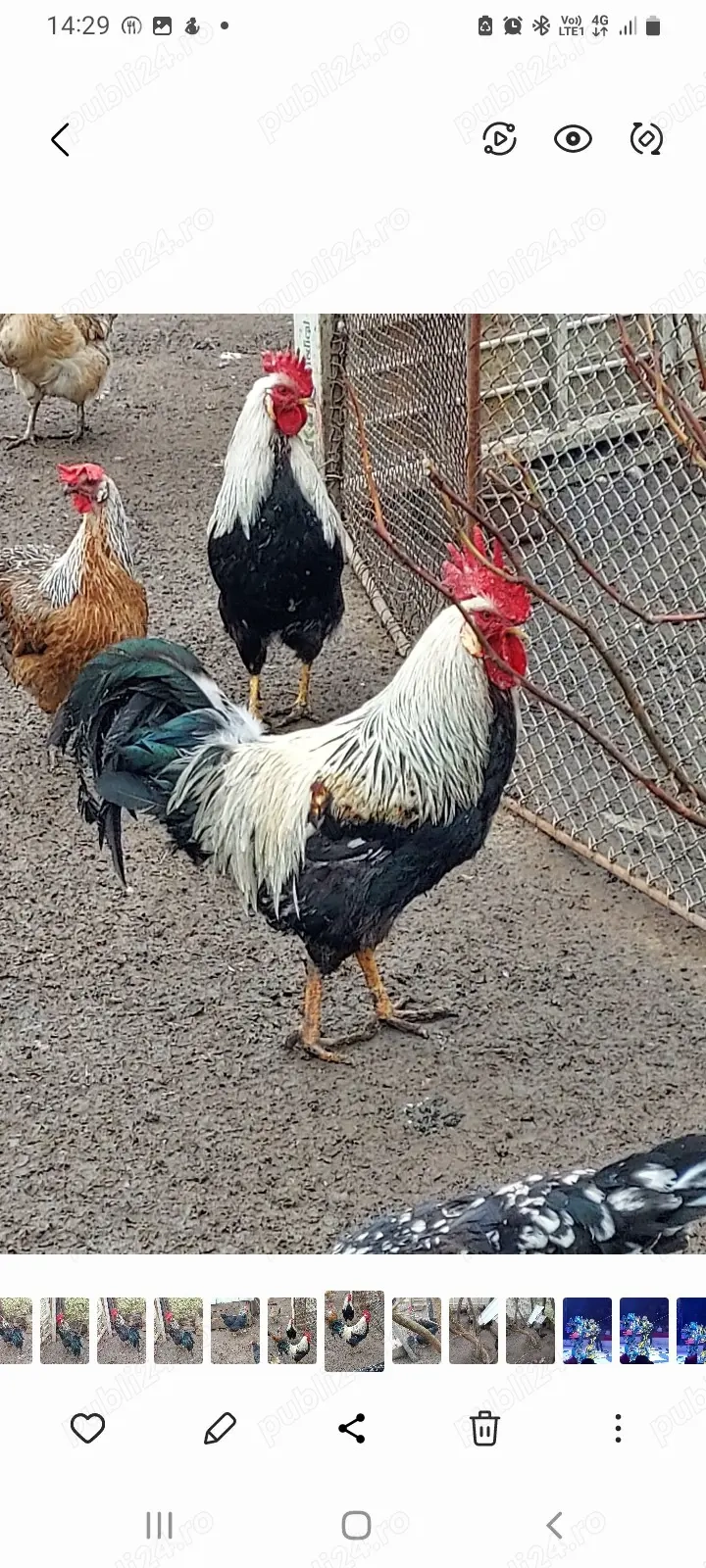 vind un cocoș italian argintiu 