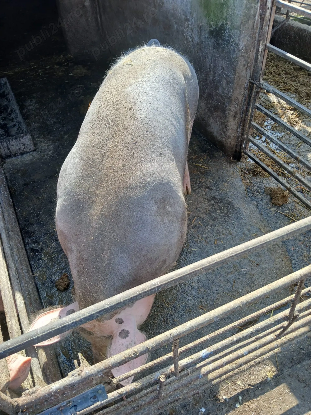 Porci de vânzare 