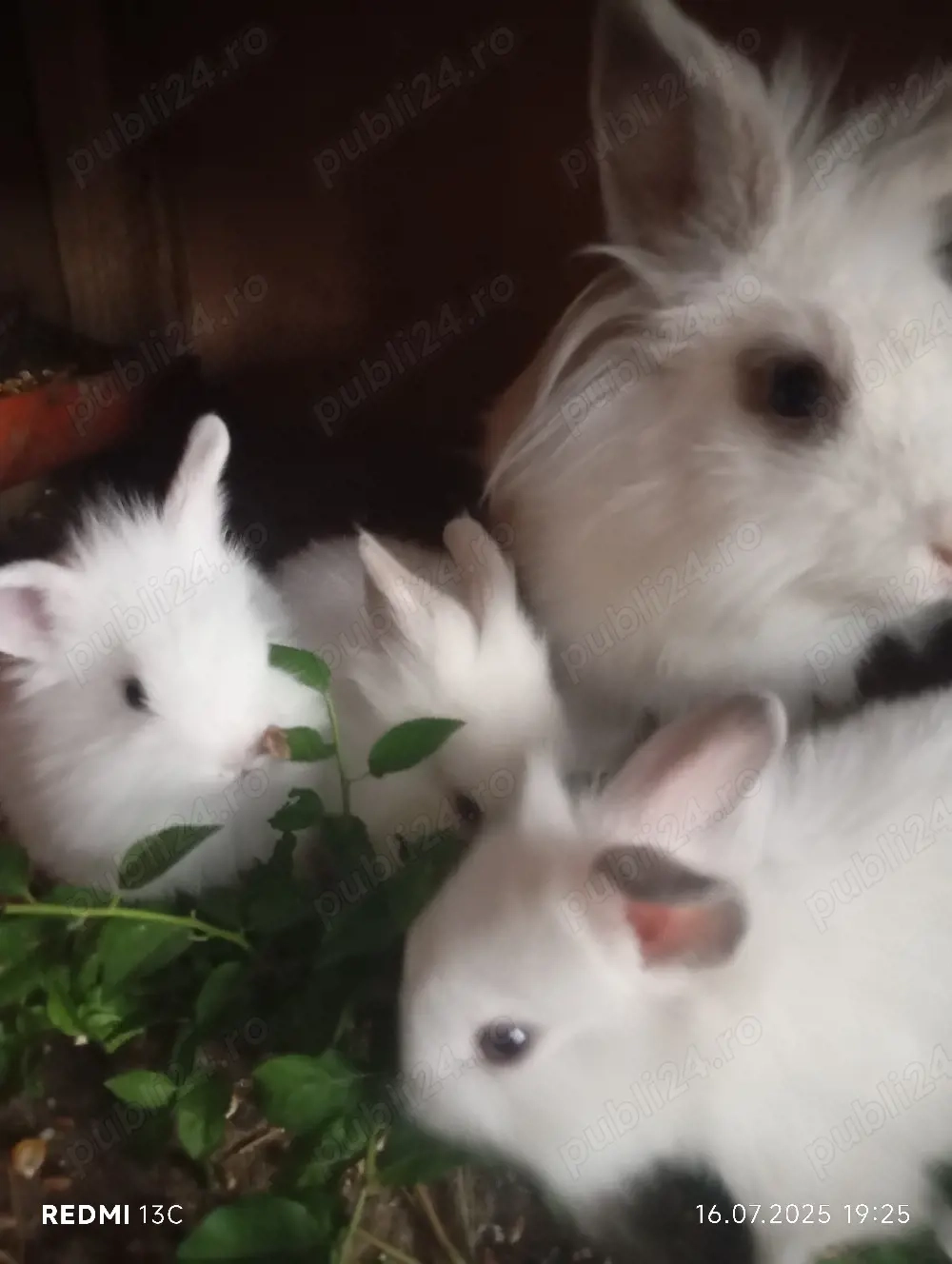 iepuri diferite rase 