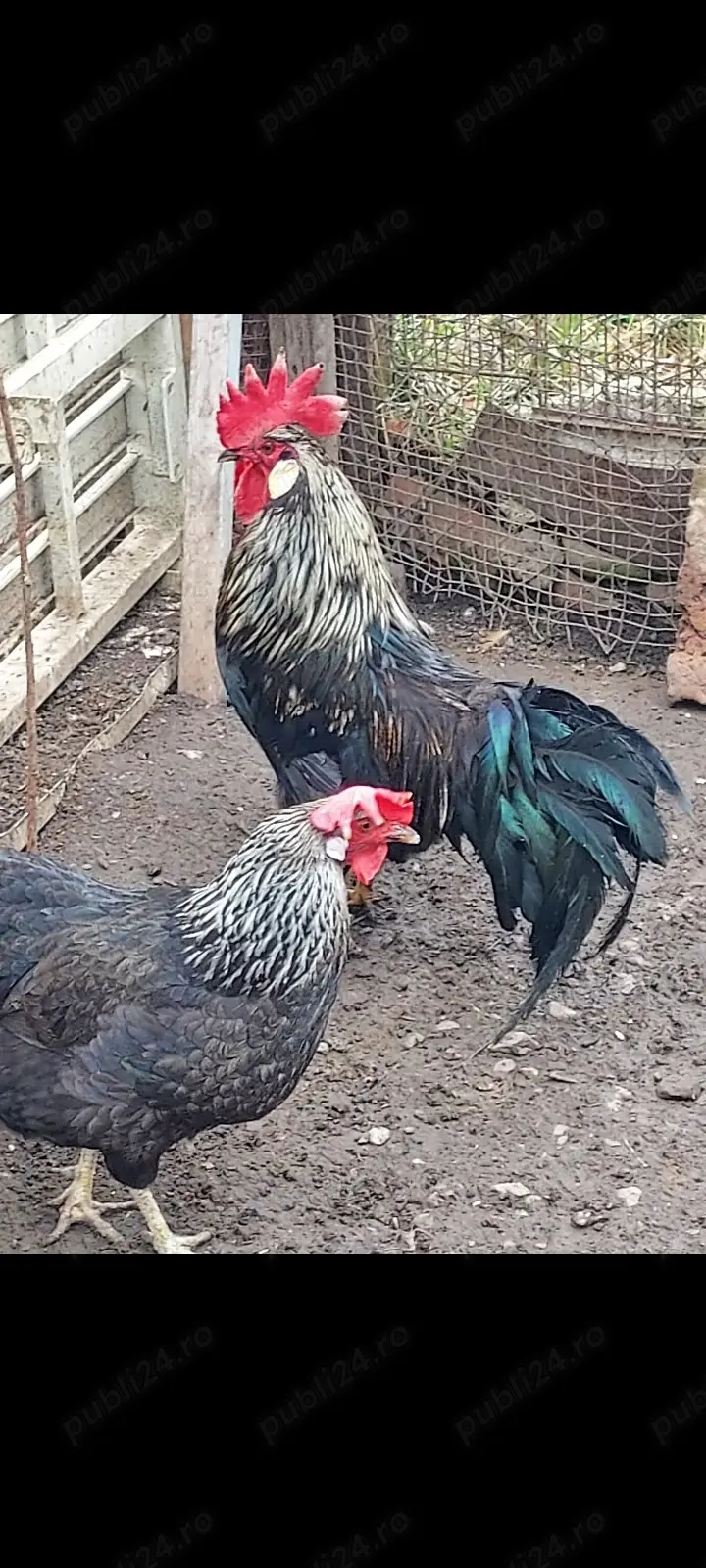 vînd găini italiană cenușie 