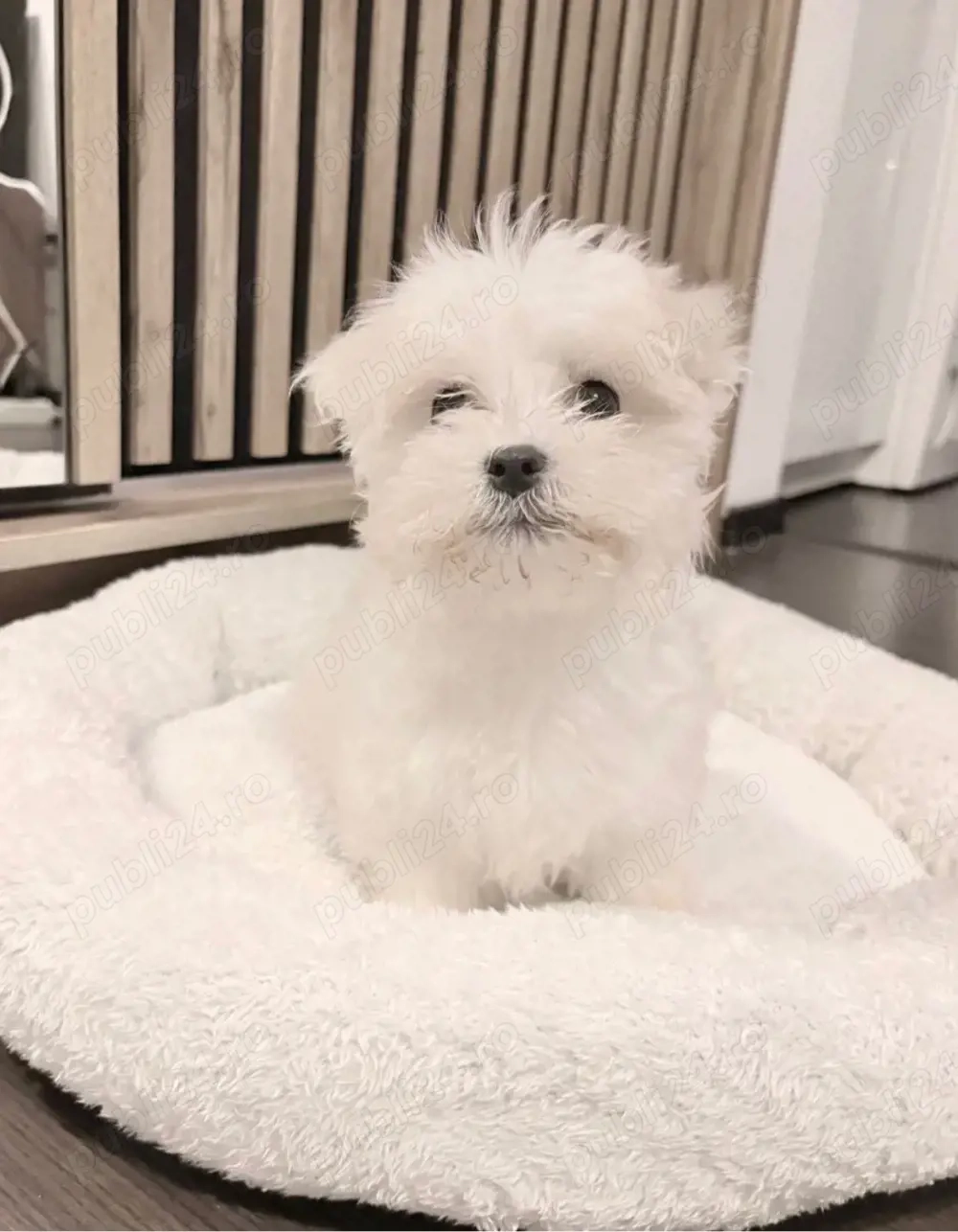 bichon. maltez alb 2 luni