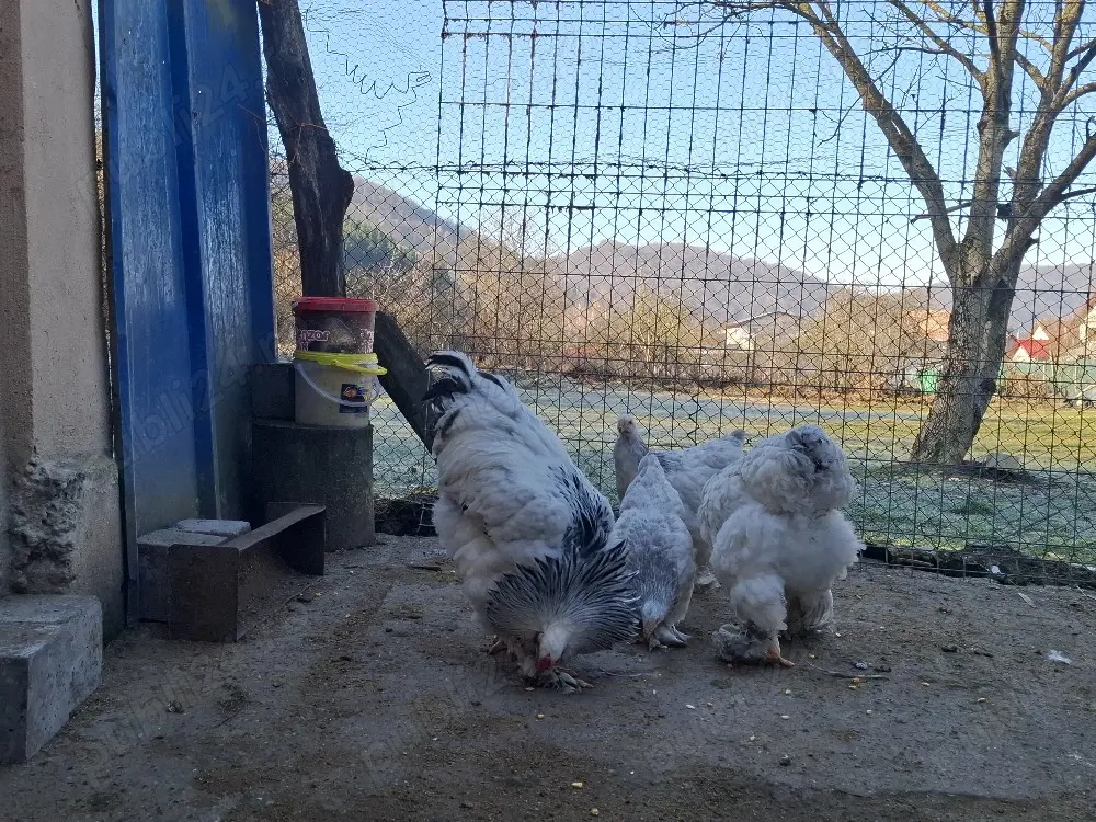 Brahma.Albastru ,Negru BHDA 