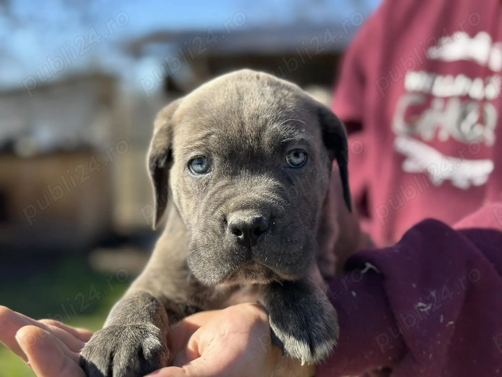 Pui Cane Corso   8 săptămâni