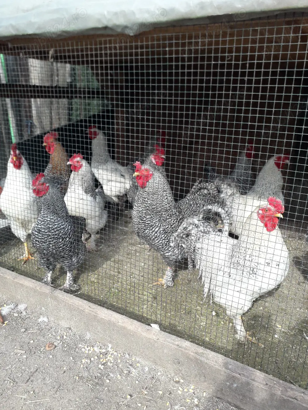 vind rațe găini cocosi de curte