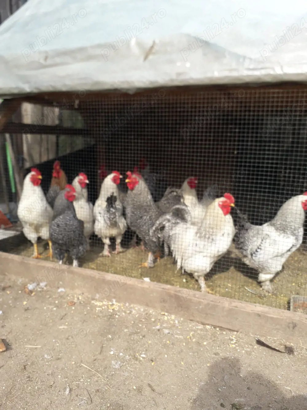 vînd cocosi .80 leibuc.