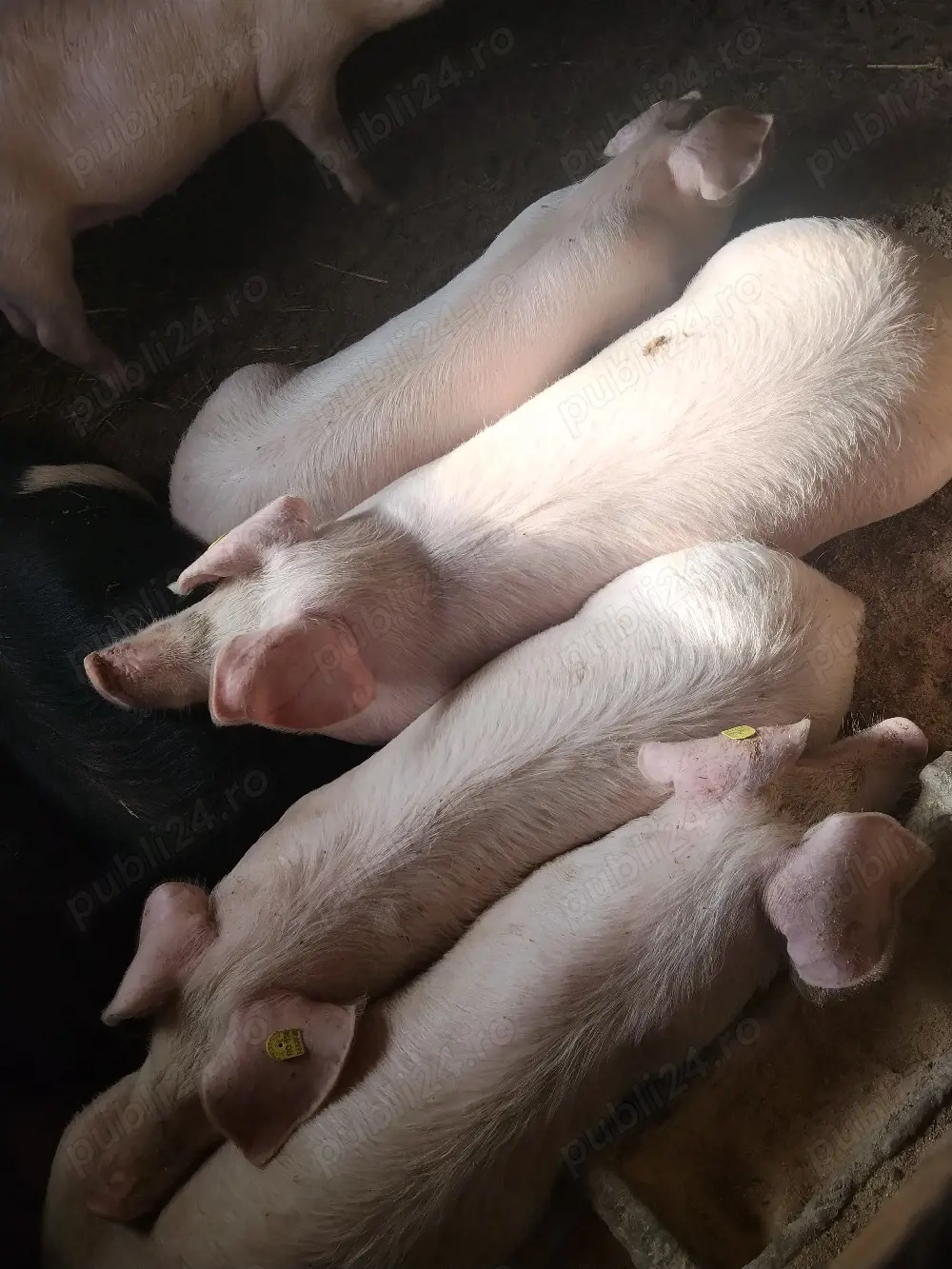 LANDRAS purcei si soldani 