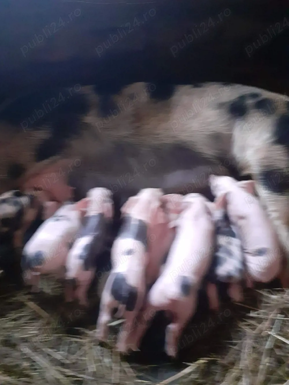 vand 2 scroafe cu purciei 