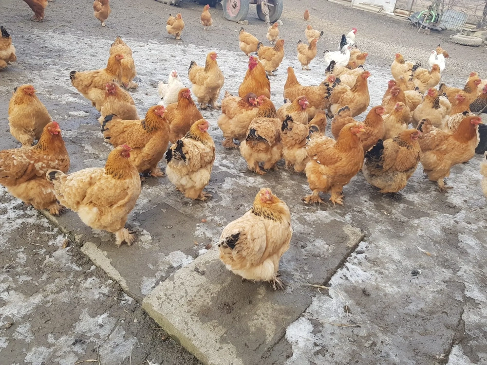 Oua de la gaini Brahma