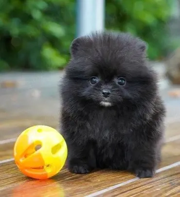 Pui Pomeranian negru masculi si femele !!!