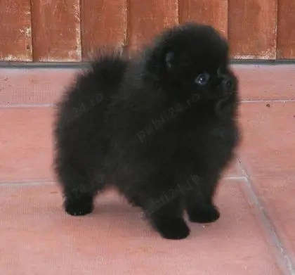 Pui Pomeranian negru masculi si femele !!!