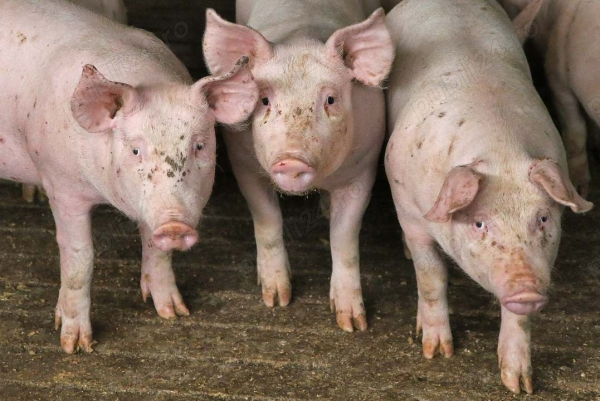 Vand purcei la 25 kg