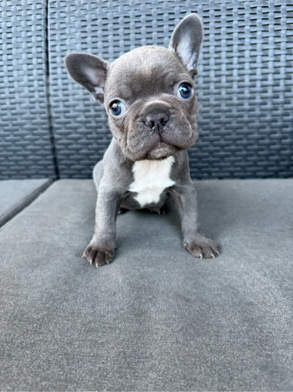 Fetiță Bulldog francez