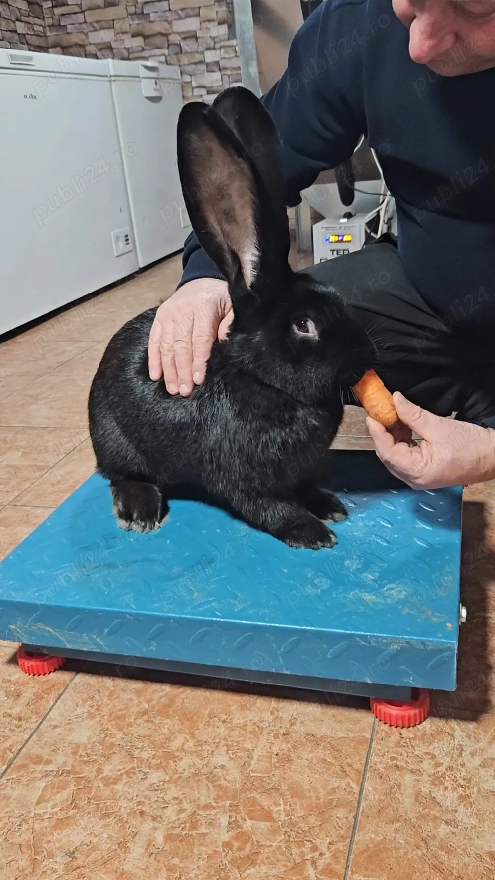 Mascul Uriaș German