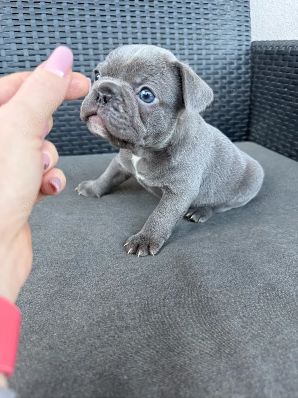 Băiețel Bulldog Francez