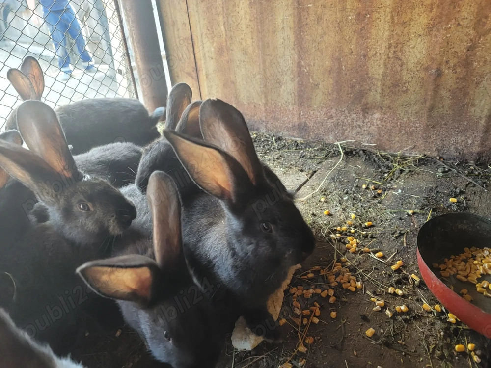 Pui Uriaș German 6 săptămâni 