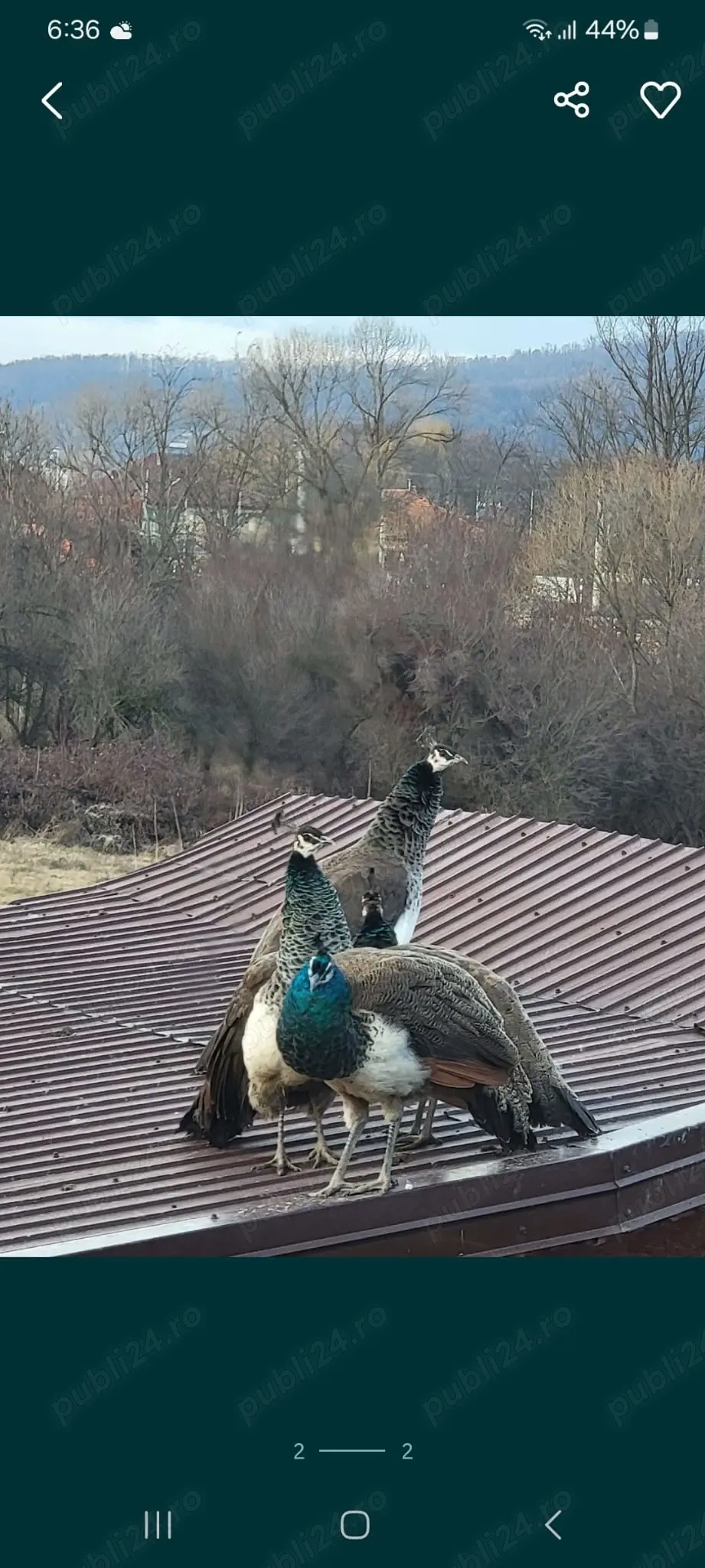 Păun de 1 an Indian Blue