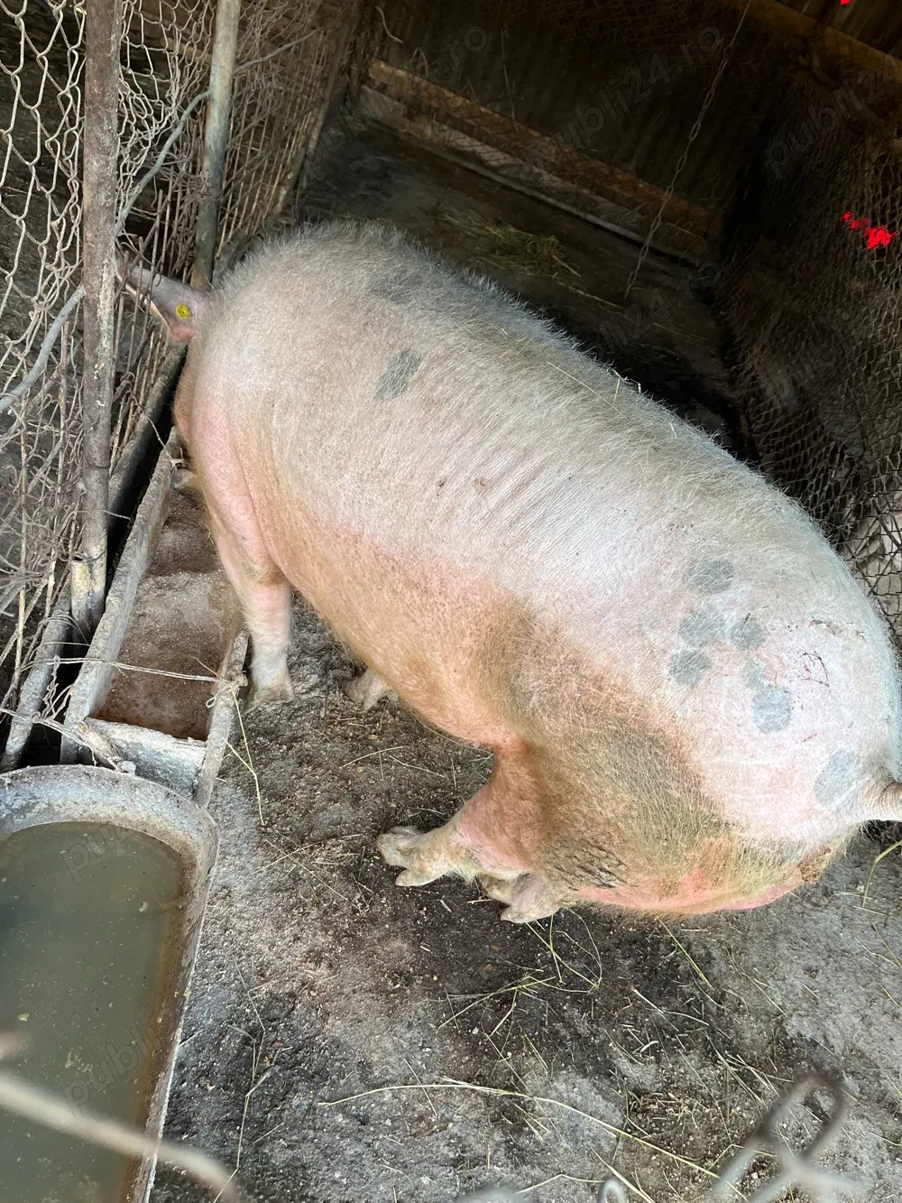 Scroafă de vanzare 160-170 kg