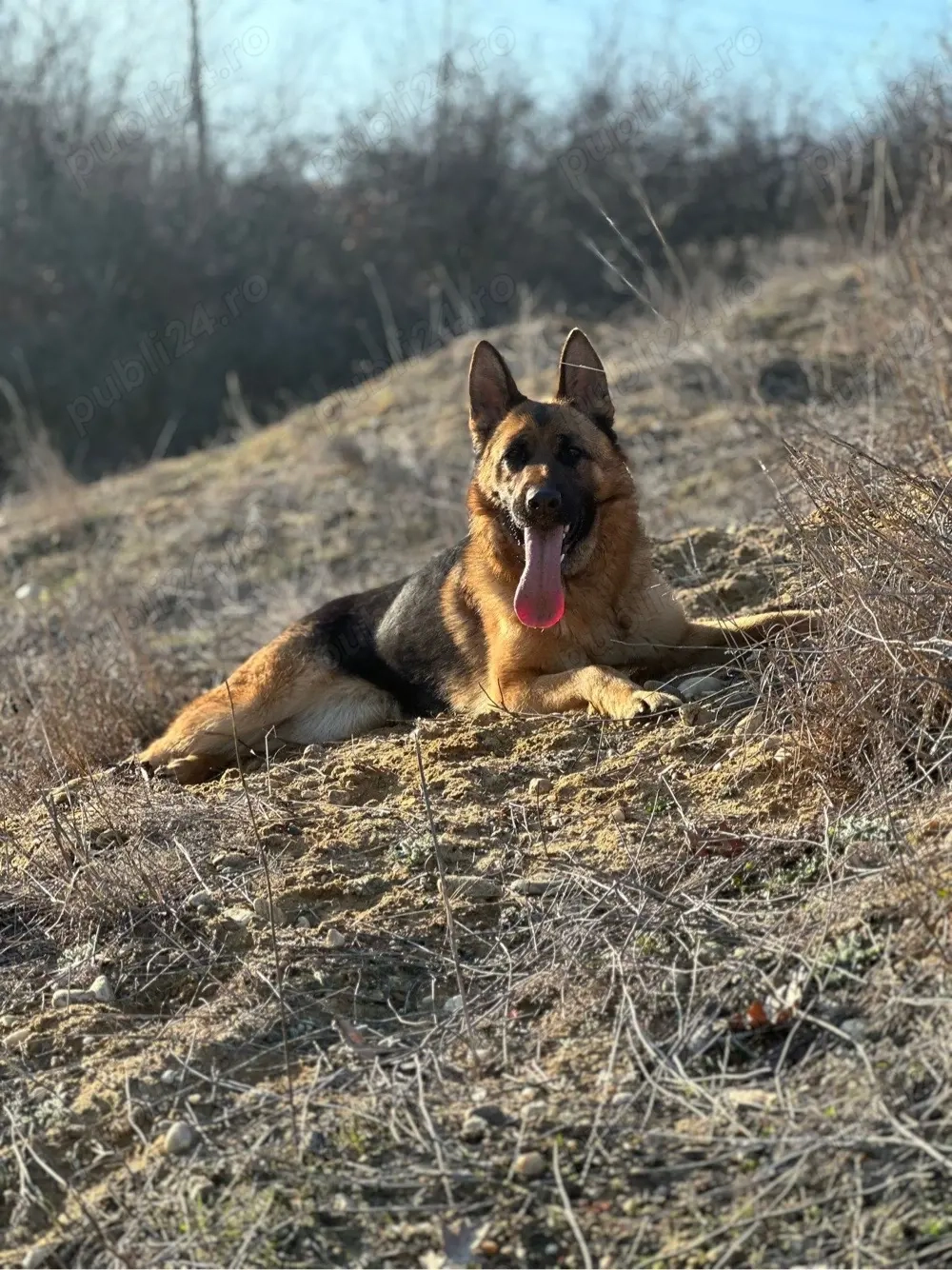 Femela ciobanesc german 