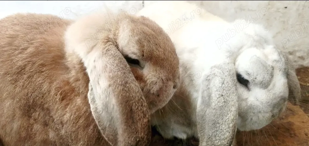 Vand 2 masculi maturi Berbec pitic