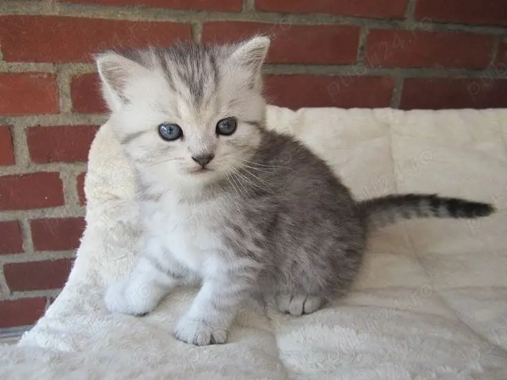 British Silver tabby 