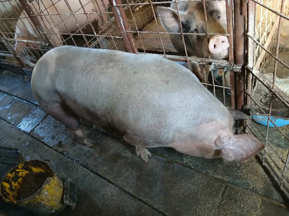 vand scroafa petrain rasa pura! 