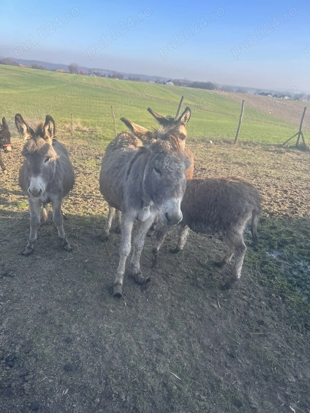 Mânză cu pui și Măgăriță gestantă 