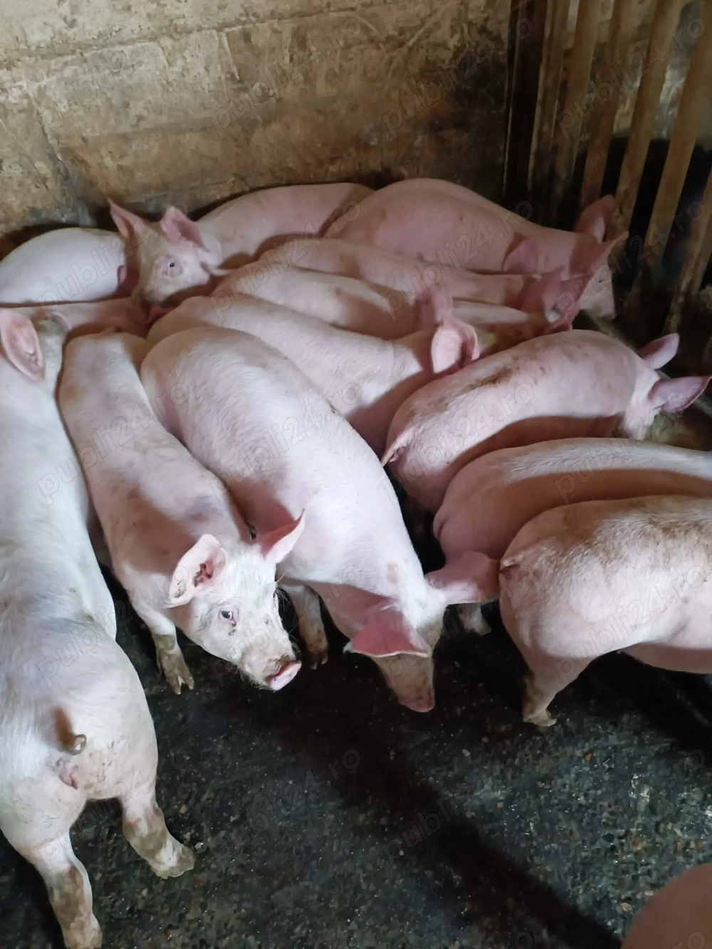 Șoldani 30-40kg Pic