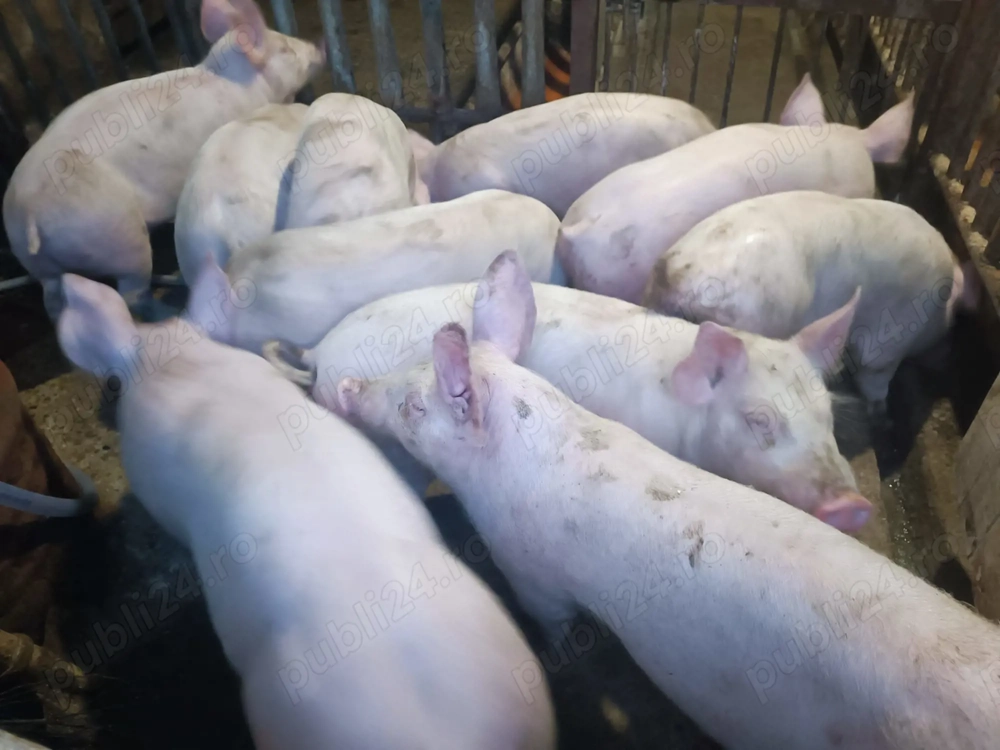 Șoldani Pic 3luni jumătate 