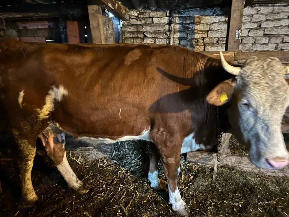 vaca cu lapte la a doua fatare 