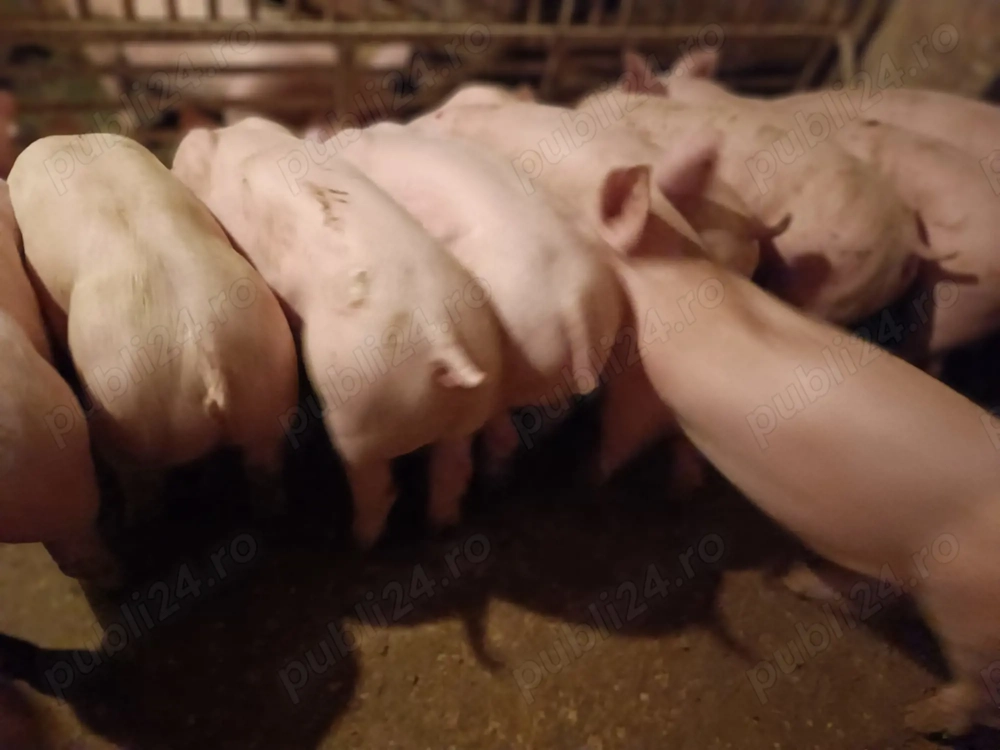 Șoldani rasă de Carne 