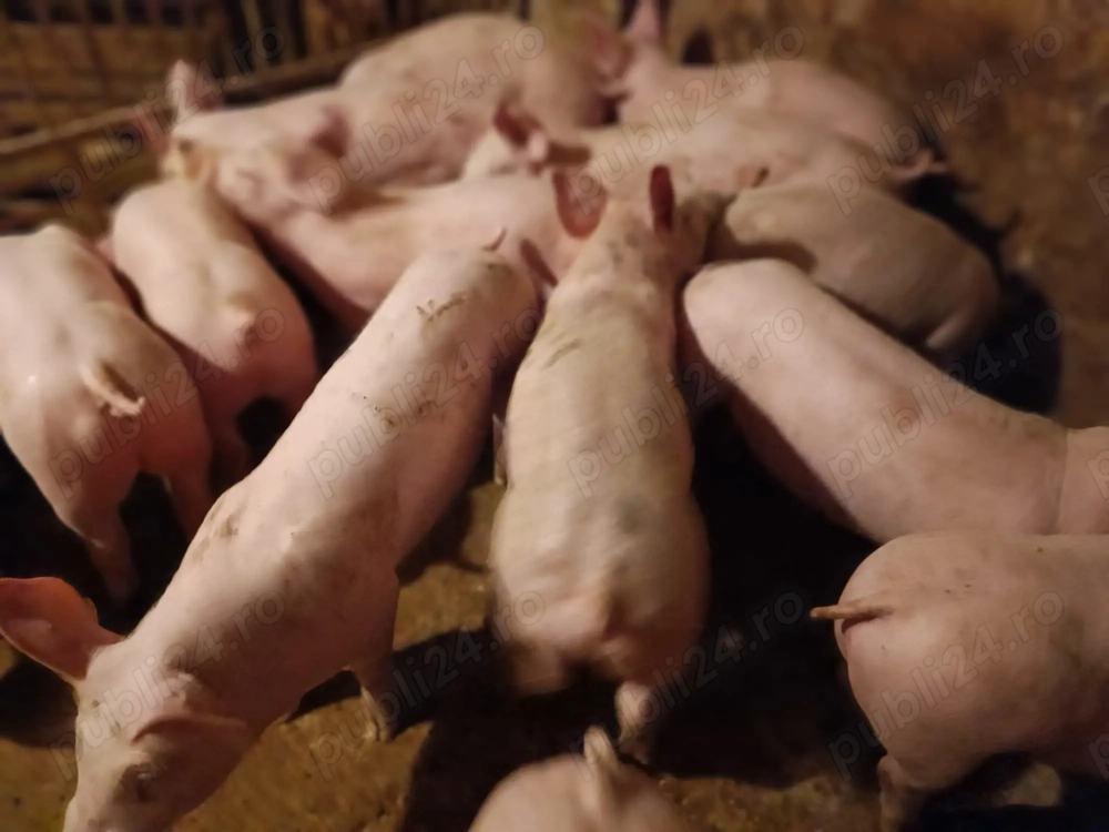 Șoldani Pick 3 luni jumătate 